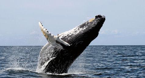 Humpback Whales Learn New Tricks By Watching Their Friends