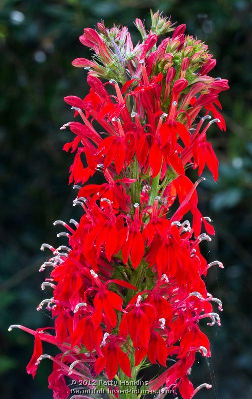 Cardinal Flower - lobelia cardinalis