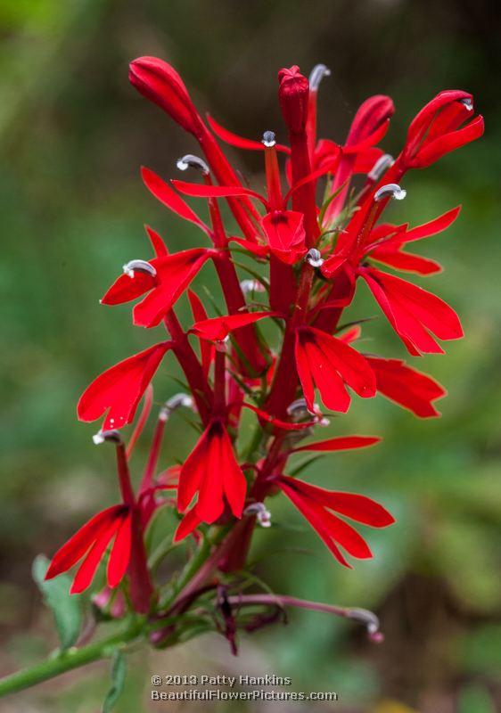 Cardinal Flower - lobelia cardinalis