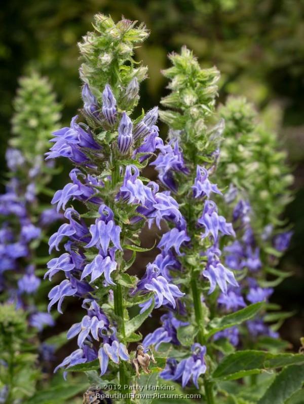 Blue Cardinal Flowers - lobelia siphilitica