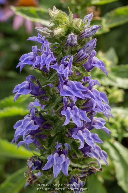 Blue Cardinal Flowers - lobelia siphilitica