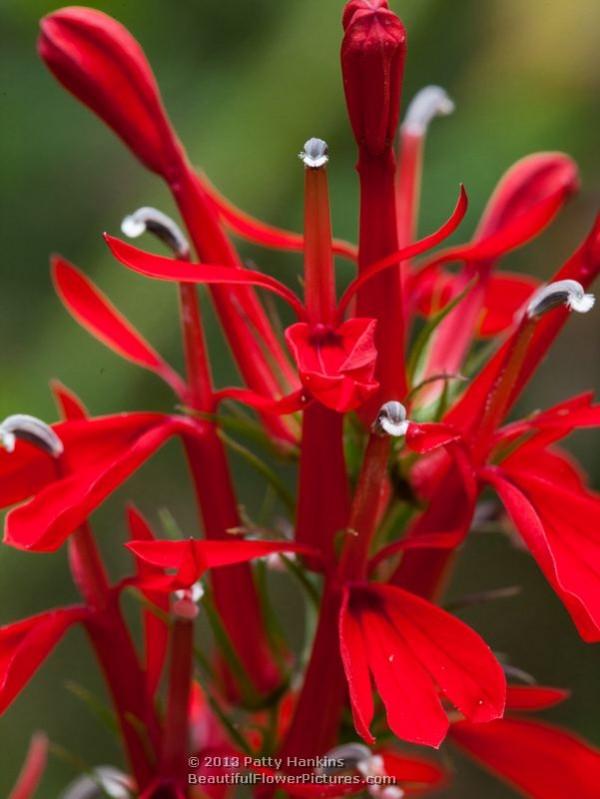 Cardinal Flower - lobelia cardinalis