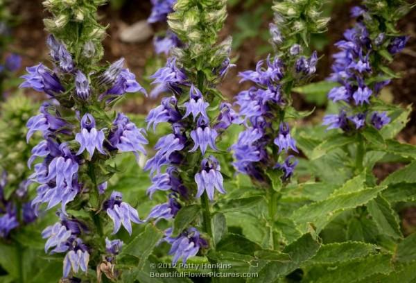 Blue Cardinal Flowers - lobelia siphilitica