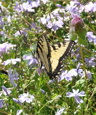 Yesterday in the Garden