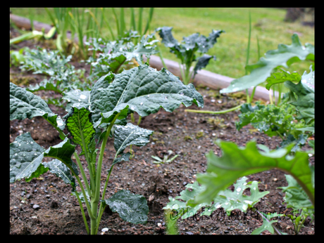 kale everywhere