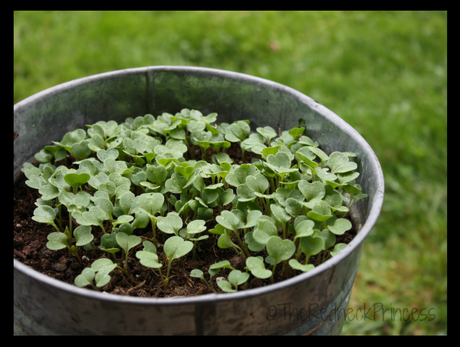 Arugula