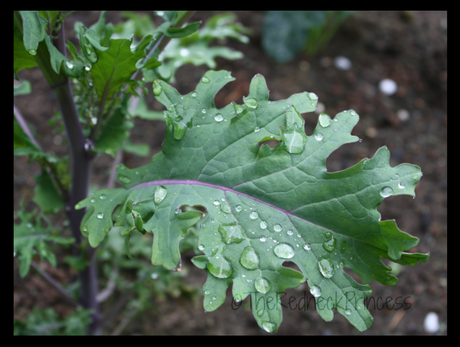 kale