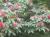 Responding Reader: Buckeye Trees Little Gospels