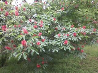 Responding to a Reader: Buckeye Trees and Little Gospels