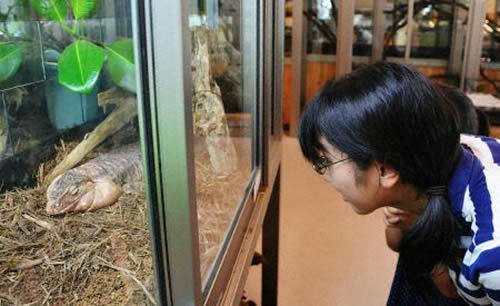 Reptile Cafe