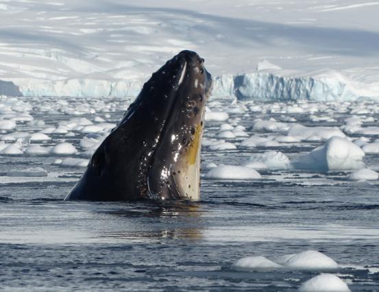 Spyhopping humpback in Fournier Bay, Antarctica (photo credit: Mike Sohaskey)