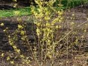 Plant Week: Forsythia Suspensa Var. Fortunei