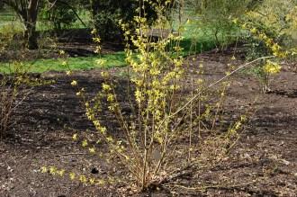 Forsythia suspensa var. fortunei (21/04/2013, Kew Gardens, London)