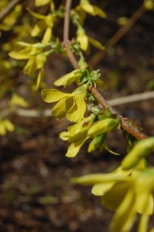 Forsythia suspensa var. fortunei Flower (21/04/2013, Kew Gardens, London)