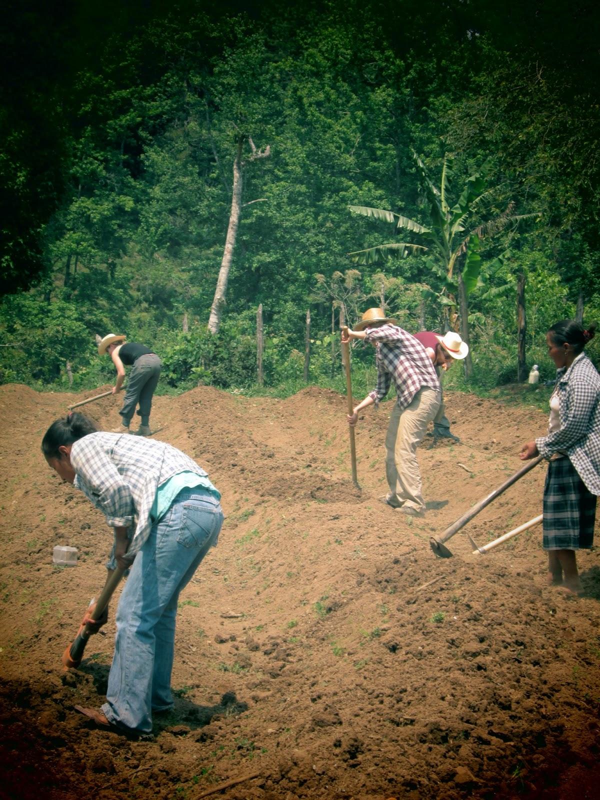 Alba's Farm: Progressio Honduras