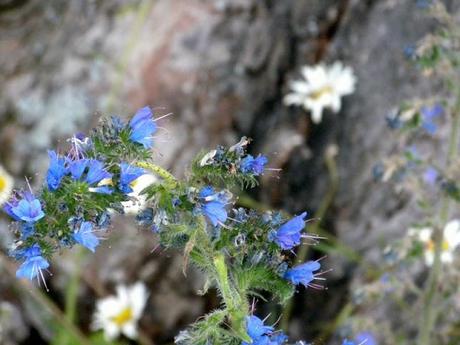 WEEKLY TOP SHOT - viper's bugloss