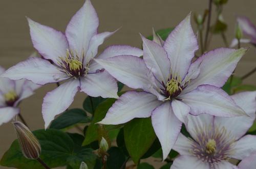 Clematis Samaritan Jo