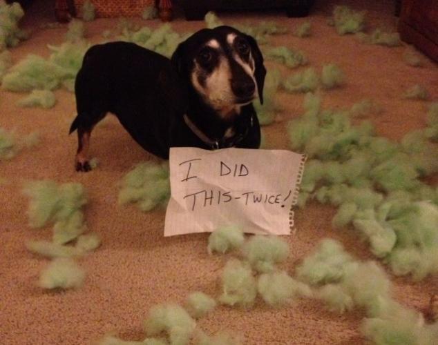 dog-shaming