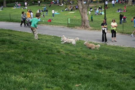 dogs playing in central park nyc