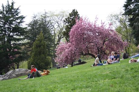 cherry blossoms picnic in central park nyc