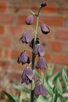 Fritillaria persica Flower (21/04/2013, Kew Gardens, London)