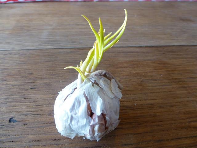 Growing Garlic