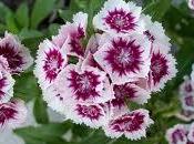 First Show Spring Flowers