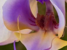 Colorfuze Orchids