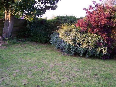 From Lawn to Jungle