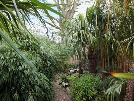 From Lawn to Jungle