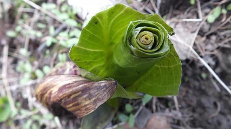 Skunk Cabbage Grows from Initial Bract, Cootes Paradise, Burlington