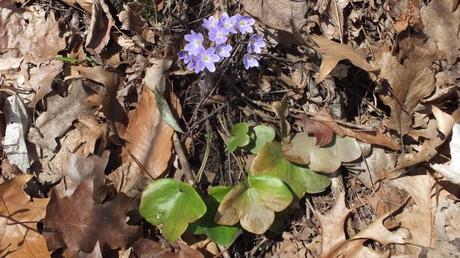 round-lobed Hepatica and Leaves, Cootes Paradise,  Burlington