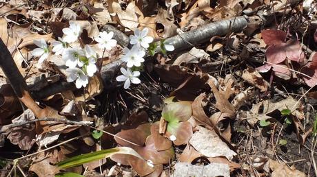 sharp-lobed Hepatica and Leaves,  Cootes Paradise, Burlington