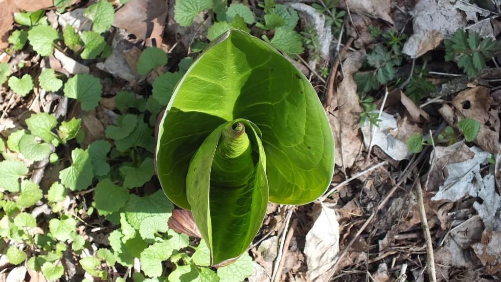 Early Spring Wildflowers at Cootes Paradise – Burlington - Paperblog