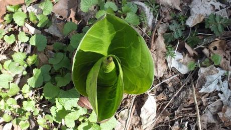 Skunk Cabbage Leaves Unfurling, Cootes Paradise, Burlington