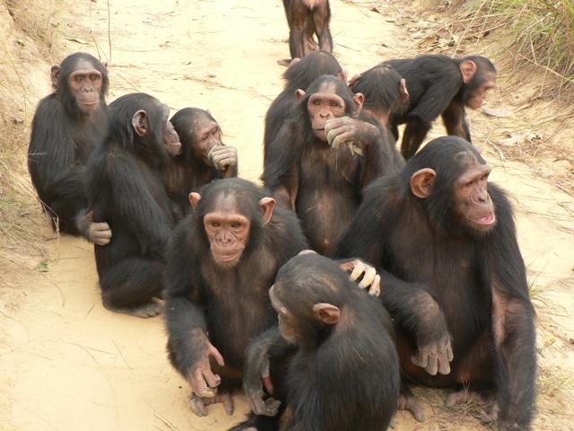 Chimpanzee Group