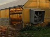 Biogas From Farms Efficiently Used Within Existing Infrastructure