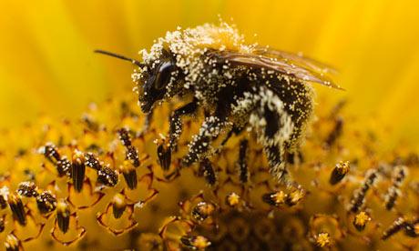 Bee-Harming Pesticides Banned in Europe