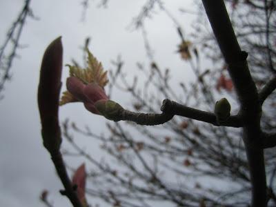 Fat buds on branches against a sky backdrop, and a few pinkish yellow leaves unfurling.
