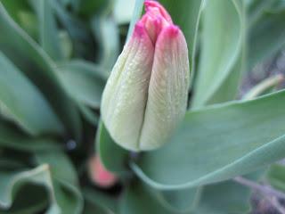 A tulip flower head starts to show the first hint of color at the tips - this one will eventually be a pink 'Perestroyka' tulip.