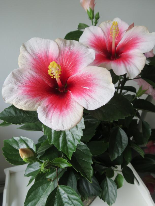 The Beautiful Hibiscus Plant - Paperblog
