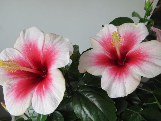 Hibiscus