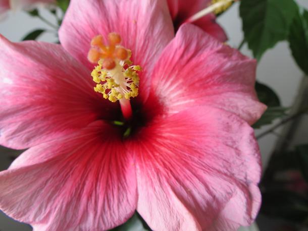 Hibiscus