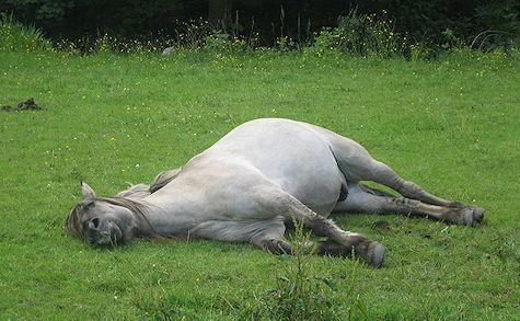 Scientists Ask: Are Horses 'Lazy' Or Just Bored?