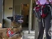 Conservation Dogs Sniff Endangered Animals