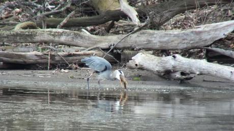 Great Blue Heron - attempts to swallow fish -- Cootes Paradise Swamp - Burlington - Ontario