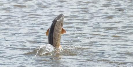 Carp jumps out of the water - Cootes Paradise Swamp - Burlington - Ontario
