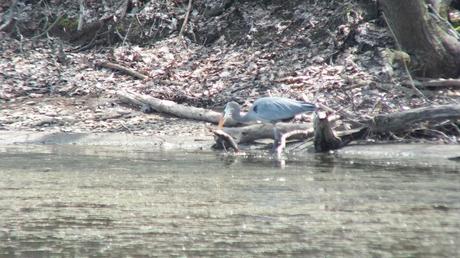 Great Blue Heron - spears fish with peak -- Cootes Paradise Swamp - Burlington - Ontario
