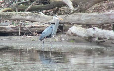 Great Blue Heron - stands proudly on shoreline -- Cootes Paradise Swamp - Burlington - Ontario