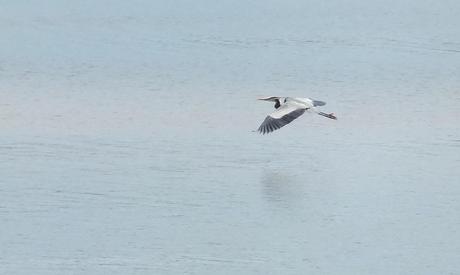 Great Blue Heron flies above water surface  -- Cootes Paradise Swamp - Burlington - Ontario
